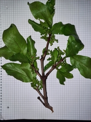Vangueria madagascariensis