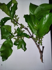 Vangueria madagascariensis