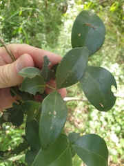 Psydrax odorata odorata