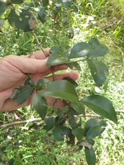 Psydrax odorata odorata