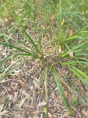 Dianella brevipedunculata