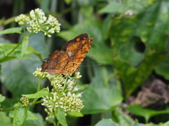 Symbrenthia lilaea formosanus