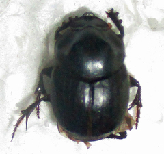 Onthophagus bayeri