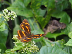 Symbrenthia lilaea formosanus