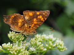 Symbrenthia lilaea formosanus