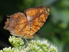 Symbrenthia lilaea formosanus