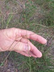 Digitaria parviflora