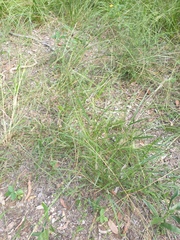 Digitaria parviflora