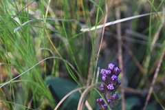Carphephorus paniculatus