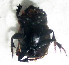 Onthophagus bayeri