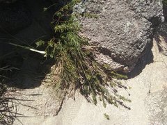 Phyllanthus ramillosus