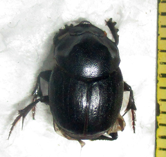 Onthophagus bayeri