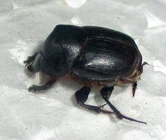 Onthophagus bayeri