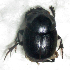 Onthophagus bayeri