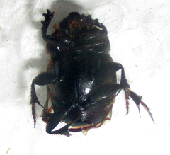 Onthophagus bayeri