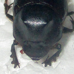Onthophagus bayeri
