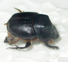 Onthophagus bayeri
