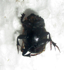 Onthophagus bayeri