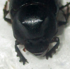 Onthophagus bayeri