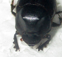 Onthophagus bayeri