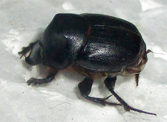 Onthophagus bayeri