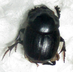Onthophagus bayeri