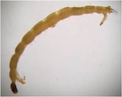 Podonominae