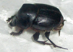 Onthophagus bayeri