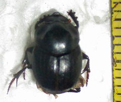 Onthophagus bayeri