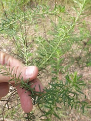 Cassinia laevis
