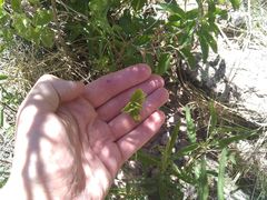 Chiropetalum griseum