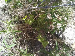 Chiropetalum griseum