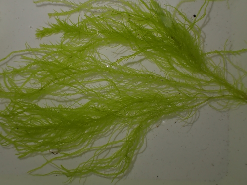 Image of Ulva compressa by (c) Shaun, some rights reserved (CC BY)