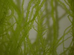 Ulva compressa