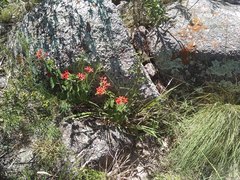 Oxypetalum coccineum