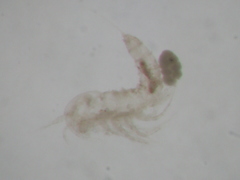 Multicrustacea