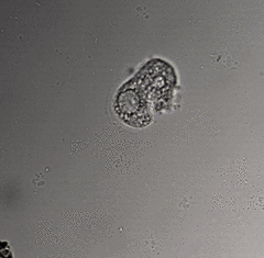Cochliopodium