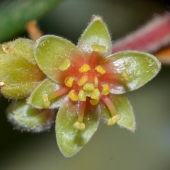 Machilus velutina