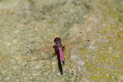 Trithemis persephone