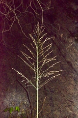 Panicum notatum