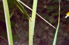 Panicum notatum