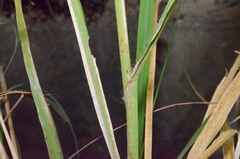 Panicum notatum