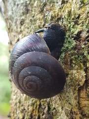 Thersites mitchellae