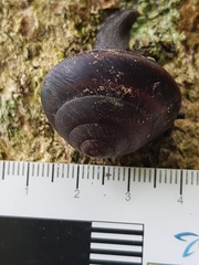 Thersites mitchellae