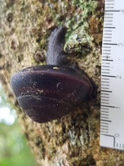 Thersites mitchellae