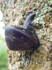 Thersites mitchellae