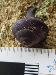 Thersites mitchellae