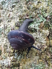 Thersites mitchellae