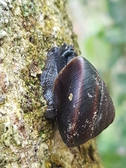 Thersites mitchellae