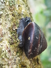 Thersites mitchellae